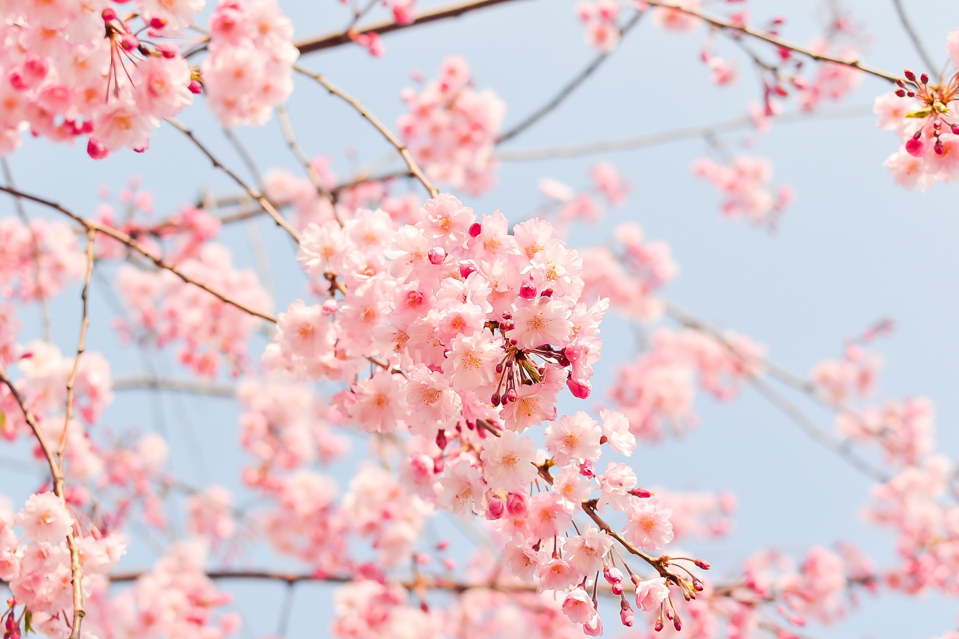 cherry-blossom-tree-g25e490690_1920.jpg